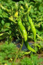 Ripe Red And Green Chilli On A Tree, Green Chilis Grows In The Garden