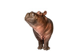 Fototapeta Zwierzęta - Hippo calf, 3 months old, isolated, Hippopotamus amphibius