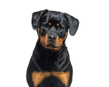 Portrait Headshot Of A Black And Tan Young Rottweiler