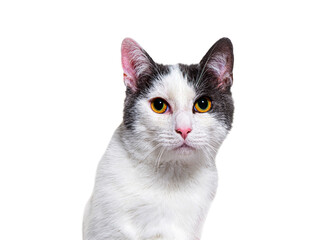 Poster - Head shot of a young Crossbreed cat kitten