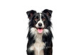 Head shot of a black and white Border Collie, panting and looking at camera