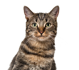 Wall Mural - head shot of a grey stripped mixed-breed cat