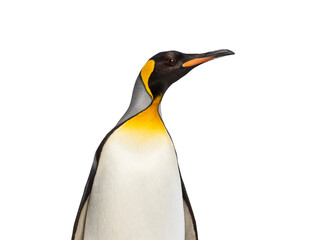 Poster - Head shot side view of a King penguin