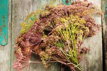 A Bouquet Of Ripe Dill