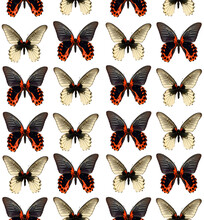 Seamless Pattern Exotic Tropical Butterflies Papilio Rumanzovia Memnon, Red Black Unusual Insect Texture, Colorful Background, Wallpaper, Nature Concept