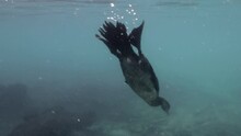Footage In Galapagos Islands Shows A Cormorant Diving Underwater.