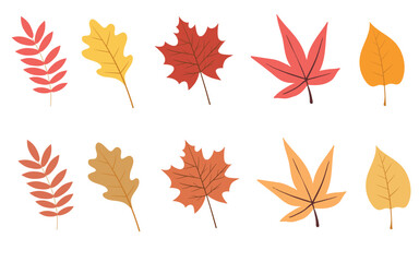 Wall Mural - Set of colorful autumn leaves. Vector illustration isolated on white background.