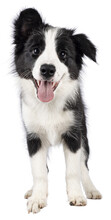 Super Adorable Typical Black With White Border Colie Dog Pup, Standing Up Facing Front. Looking Towards Camera With The Sweetest Eyes. Pink Tongue Out Panting. Isolated On A Transparent Background.