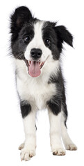 Poster - Super adorable typical black with white Border Colie dog pup, standing up facing front. Looking towards camera with the sweetest eyes. Pink tongue out panting. Isolated on a transparent background.