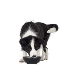 Poster - Super adorable typical black with white Border Colie dog pup, standing facing front, eating or drinking from metal bowl. Looking in to bowl. Isolated on a transparent background.