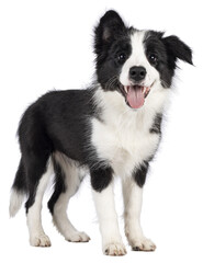  Super adorable typical black with white Border Colie dog pup, standing up side ways. Looking towards camera with the sweetest eyes. Pink tongue out panting. Isolated on a transparent background.