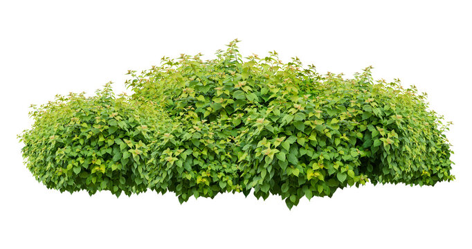 bush isolated transparency background.
