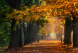 Autumn and sunny alley of George Washington in Krakow. Mglista, jesienna aleja Jerzego Waszyngtona w Krakowie z pięknym światłem i żółtymi liśćmi.