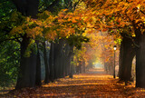 Fototapeta Miasto - Autumn and sunny alley of George Washington in Krakow. Mglista, jesienna aleja Jerzego Waszyngtona w Krakowie z pięknym światłem i żółtymi liśćmi.
