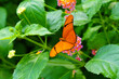 Julia butterfly, Dryas iulia, on a lantana flower