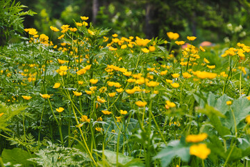 Wall Mural - Yellow flowers Buttercup is caustic. Herbaceous medicinal plant in summer meadow of green leaves. Ranunculus acris in wild on spring day.