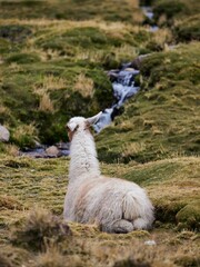 Sticker - Back view of a beautiful Llama resting on dry grass in a field with small river