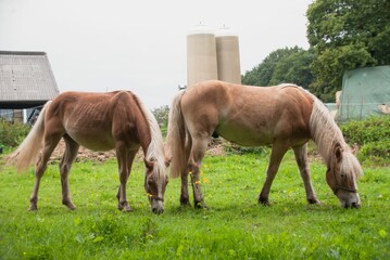 Poster - Cute brown horses grazing grass in a green field on a sunny day