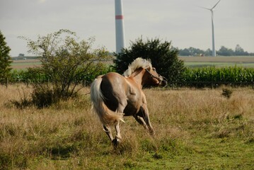 Poster - Cute brown horse running in a green field on a sunny day