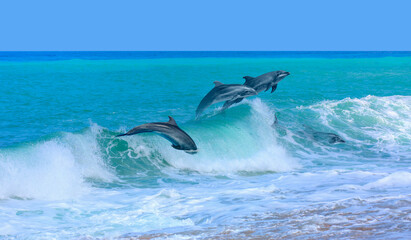 Poster - Group of dolphins jumping on the sea wave at bright blue sky