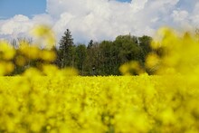 Breathtaking View Of Yellow Raps Field And Green Trees In Bavaria, Germany