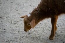 Closeup Shot Of A Cute Brown Lamb On The Sandy Ground