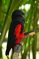 Sticker - Vertical shot of a Pesquet's parrot on the blurry background