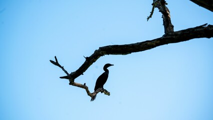 Canvas Print - The Patient Little Cormorant