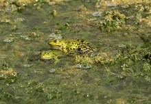 Two Green Edible Frogs Mating In The Shallow Pond