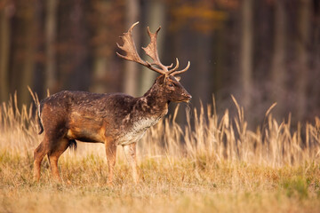 Wall Mural - fallow deer, dama dama, stag standing on a meadow with tall grass stems with copy space. male animal
