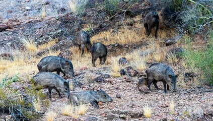 Wall Mural - Group of wild javelinas on Coon Bluff, off of the Salt River, northeast of Phoenix, Arizona