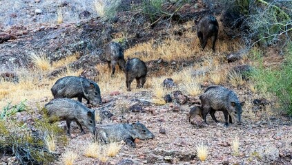 Poster - Group of wild javelinas on Coon Bluff, off of the Salt River, northeast of Phoenix, Arizona