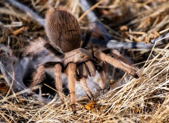 Sticker - Closeup shot of a brown tarantula spider in a desert in Arizona on a sunny day