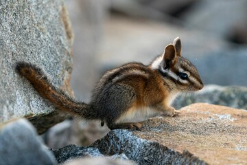 Wall Mural - Selective focus shot of a chipmunk in Tahoe National Forest