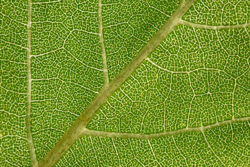 Wall Mural - macro photography of leaf texture - you can see cells