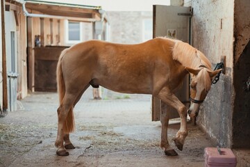 Poster - Beautiful horse Haflinger tied to a wall with chain, looped chained