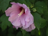 Fototapeta Kwiaty - Kwiaty hibiscus 