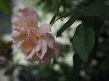Róża W Ponurym świetle