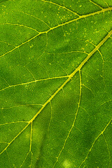 Wall Mural - macro photography of leaf texture - you can see cells