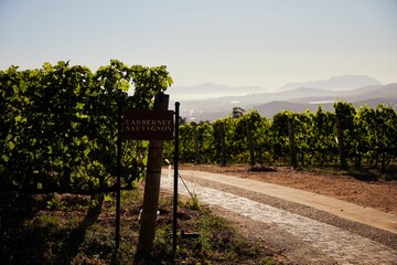 Delaire Graff Estate, in Stellenbosch, South Africa at daytime on a sunny day