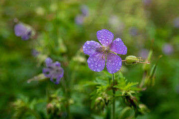 Purple meadow flowers on the background of greenery