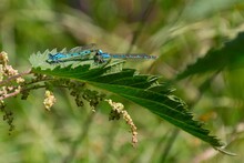 Closeup Of Two Azure Damselflies On A Plant. Coenagrion Puella.