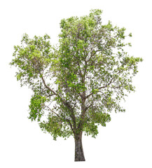 Wall Mural - tree on transparent background, real tree green leaf isolate die cut png file