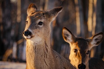 Wall Mural - Young deer in winter forest of Thunder Bay, Ontario