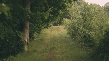 Sticker - Mysterious pathway through a green forest