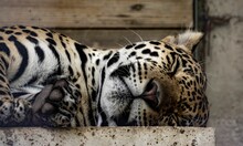 Closeup Of A Beautiful Big Jaguar Sleeping In A Zoo