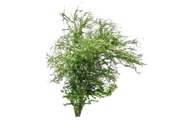 Wall Mural - tree on transparent background, real tree green leaf isolate die cut png file