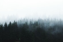 Dense Green Fir Trees In The Forest On A Foggy Day