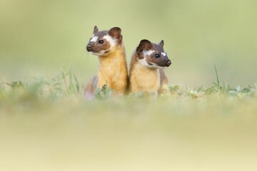 Poster - Adorable Long tailed weasels (Neogale frenata) in a natural area