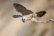 Adorable peregrine falcon (Falco peregrinus) on a brown background in closeup